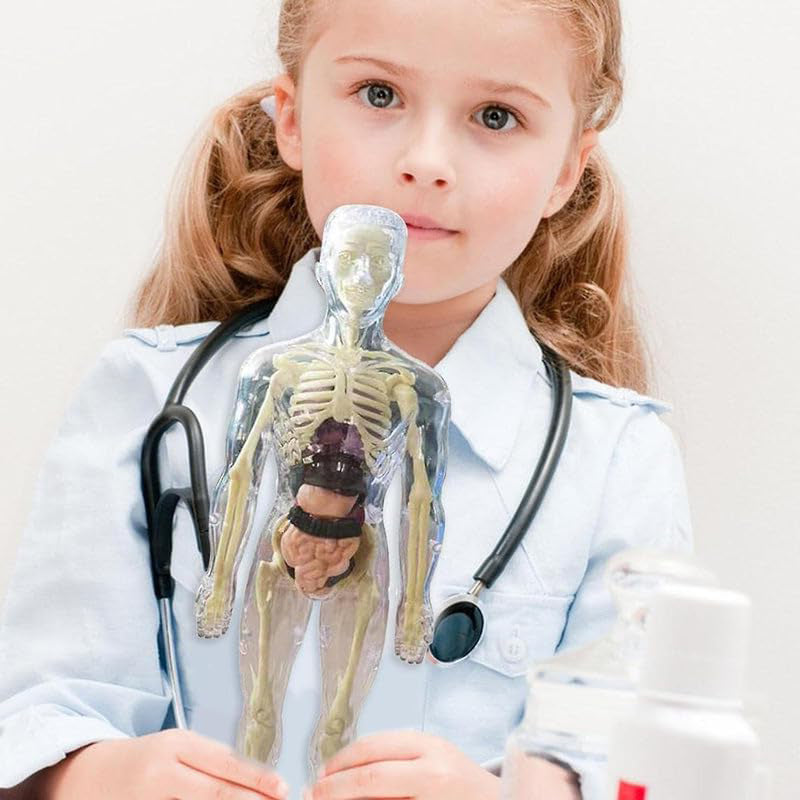 NHR 3D Human Body Model for Kids , Fully Transparent Body With 29 Pcs Anatomy Figure (Multicolor)
