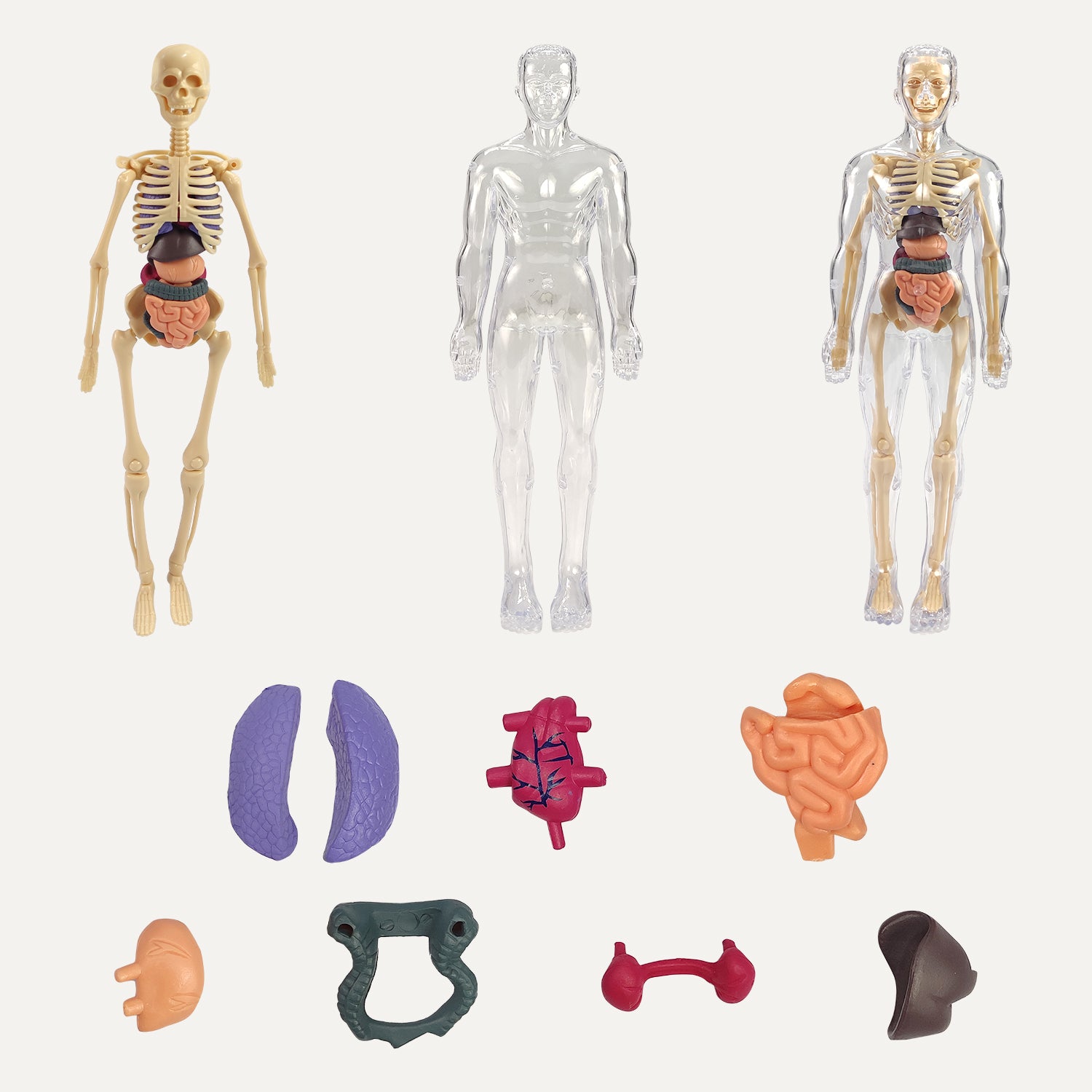 NHR 3D Human Body Model for Kids , Fully Transparent Body With 29 Pcs Anatomy Figure (Multicolor)