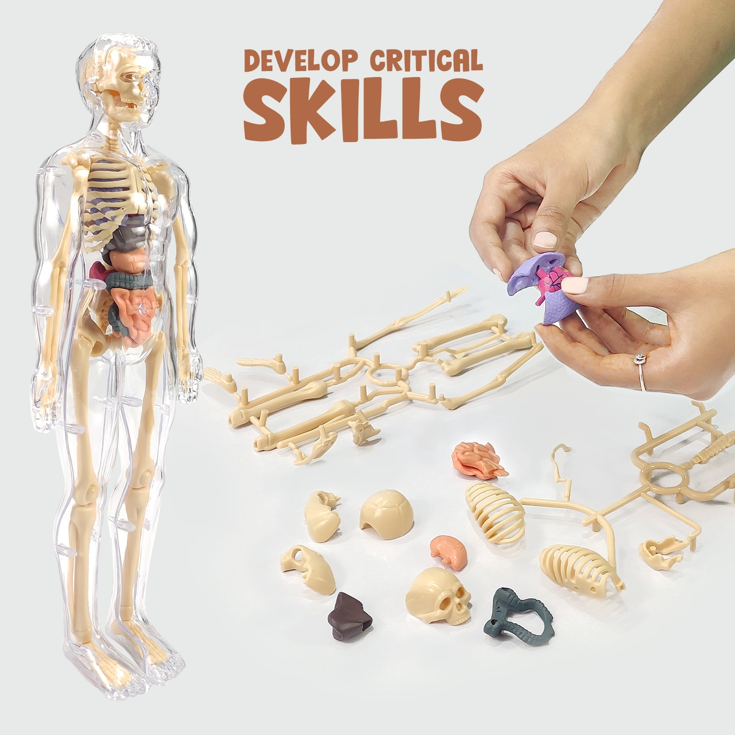 NHR 3D Human Body Model for Kids , Fully Transparent Body With 29 Pcs Anatomy Figure (Multicolor)