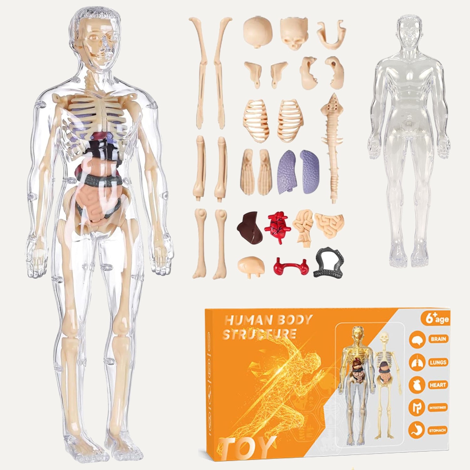 NHR 3D Human Body Model for Kids , Fully Transparent Body With 29 Pcs Anatomy Figure (Multicolor)