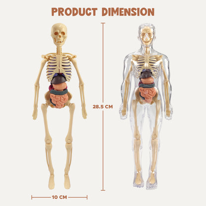 Fun Nation 3D Human Body Model for Kids, Fully Transparent Body With 29 Pcs Anatomy… - product image 3 | Fun Nation