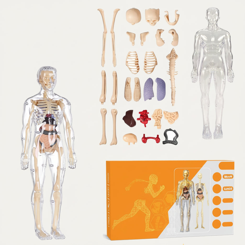 Fun Nation 3D Human Body Model for Kids, Fully Transparent Body With 29 Pcs Anatomy… - product image 1 | Fun Nation